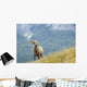 Young Bighorn Sheep, Windy Point, Kootenay Plains, Alberta, Canada Wall Mural