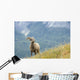 Young Bighorn Sheep, Windy Point, Kootenay Plains, Alberta, Canada Wall Mural