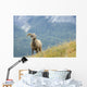 Young Bighorn Sheep, Windy Point, Kootenay Plains, Alberta, Canada Wall Mural