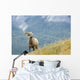 Young Bighorn Sheep, Windy Point, Kootenay Plains, Alberta, Canada Wall Mural