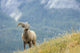 Young Bighorn Sheep, Windy Point, Kootenay Plains, Alberta, Canada Wall Mural