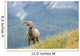 Young Bighorn Sheep, Windy Point, Kootenay Plains, Alberta, Canada Wall Mural