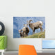 Young Bighorn Sheep, Windy Point, Kootenay Plains, Alberta, Canada Wall Mural