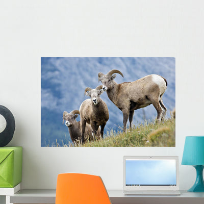 Young Bighorn Sheep Windy Wall Mural shown on a wall