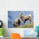 Young Bighorn Sheep, Windy Point, Kootenay Plains, Alberta, Canada Wall Mural