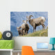 Young Bighorn Sheep, Windy Point, Kootenay Plains, Alberta, Canada Wall Mural