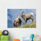Young Bighorn Sheep, Windy Point, Kootenay Plains, Alberta, Canada Wall Mural