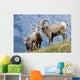 Young Bighorn Sheep, Windy Point, Kootenay Plains, Alberta, Canada Wall Mural