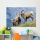 Young Bighorn Sheep, Windy Point, Kootenay Plains, Alberta, Canada Wall Mural