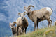 Young Bighorn Sheep, Windy Point, Kootenay Plains, Alberta, Canada Wall Mural