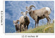 Young Bighorn Sheep, Windy Point, Kootenay Plains, Alberta, Canada Wall Mural