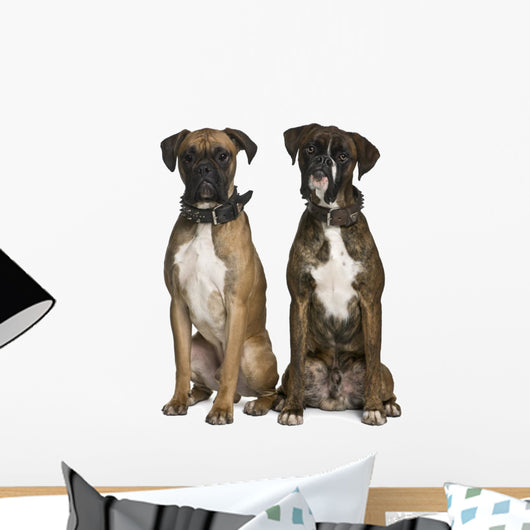 Two Boxer Dogs Sitting Wall Decal