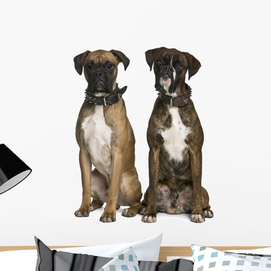 Two Boxer Dogs Sitting Wall Decal