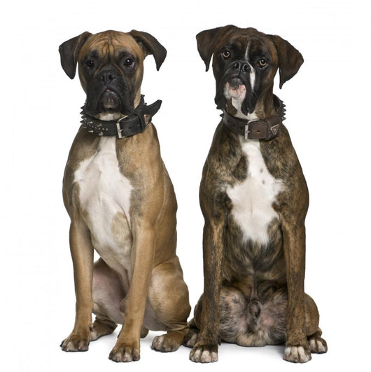 Two Boxer Dogs Sitting Wall Decal