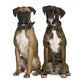 Two Boxer Dogs Sitting Wall Decal