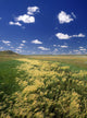 Fox Tail Barley, Grasslands National Park, Saskatchewan, Canada Wall Mural
