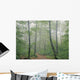 Hardwood Forest, Mont Tremblant Park, Quebec, Canada Wall Mural