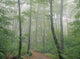 Hardwood Forest, Mont Tremblant Park, Quebec, Canada Wall Mural
