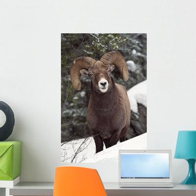 Bighorn Sheep Maligne Canyon Wall Mural shown on a wall