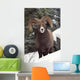 Bighorn Sheep, Maligne Canyon, Jasper National Park, Alberta, Canada Wall Mural