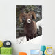 Bighorn Sheep, Maligne Canyon, Jasper National Park, Alberta, Canada Wall Mural