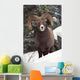 Bighorn Sheep, Maligne Canyon, Jasper National Park, Alberta, Canada Wall Mural