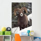 Bighorn Sheep, Maligne Canyon, Jasper National Park, Alberta, Canada Wall Mural