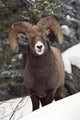 Bighorn Sheep, Maligne Canyon, Jasper National Park, Alberta, Canada Wall Mural