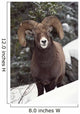 Bighorn Sheep, Maligne Canyon, Jasper National Park, Alberta, Canada Wall Mural