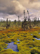 Eagle Plains, Yukon Territory, Canada Wall Mural
