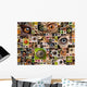 Montage of animal eyes Wall Mural
