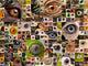 Montage of animal eyes Wall Mural
