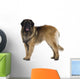 Leonberger dog Wall Decal