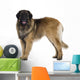 Leonberger dog Wall Decal