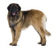 Leonberger dog Wall Decal