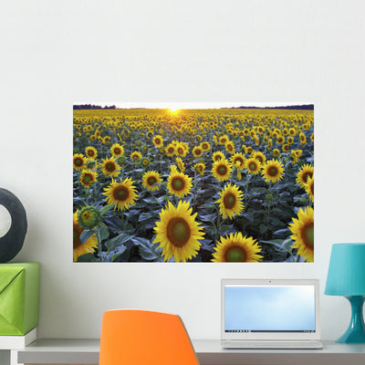 Field Sunflowers Wall Mural shown on a wall