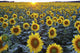 Field Of Sunflowers Wall Mural