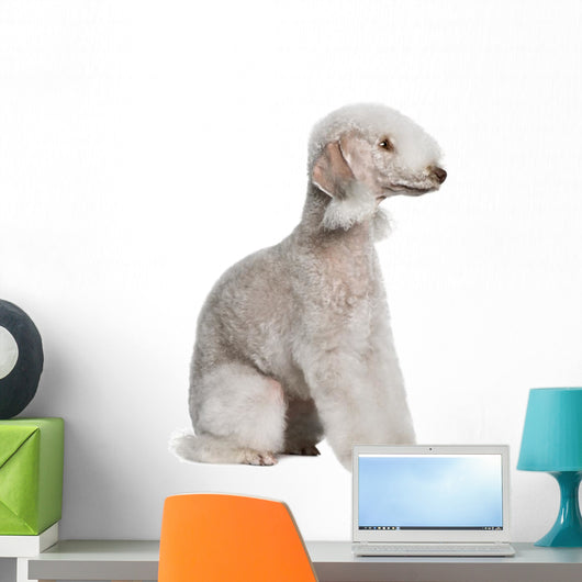 Bedlington Terrier Sitting Wall Decal