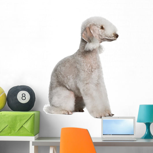 Bedlington Terrier Sitting Wall Decal