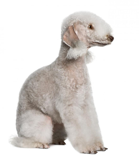 Bedlington Terrier Sitting Wall Decal
