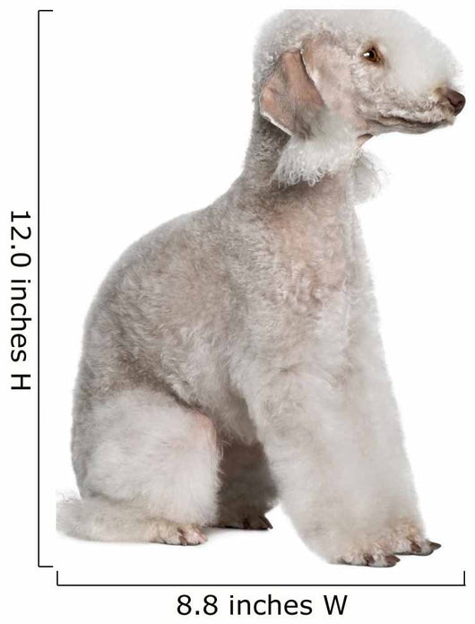 Bedlington Terrier Sitting Wall Decal