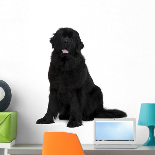 Newfoundland dog Wall Decal