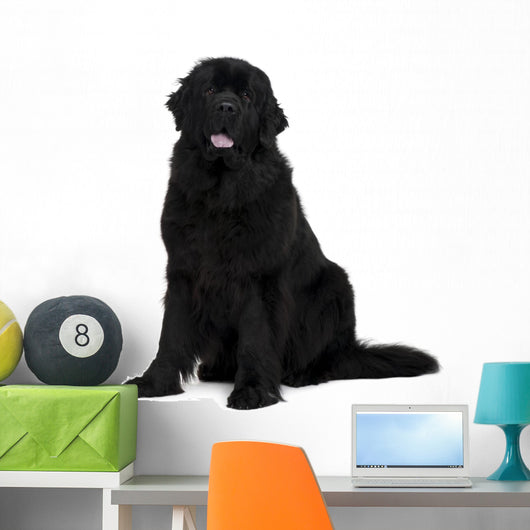 Newfoundland dog Wall Decal