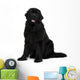 Newfoundland dog Wall Decal