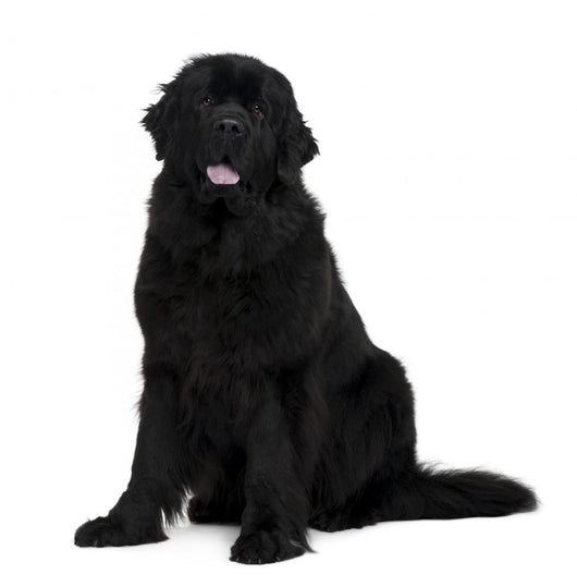 Newfoundland dog Wall Decal