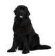 Newfoundland dog Wall Decal