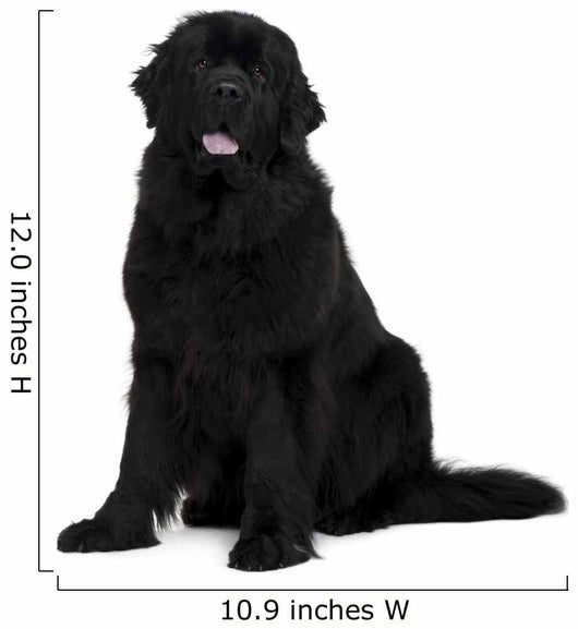 Newfoundland dog Wall Decal