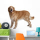 Hovawart Dog Standing Wall Decal