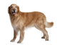 Hovawart Dog Standing Wall Decal