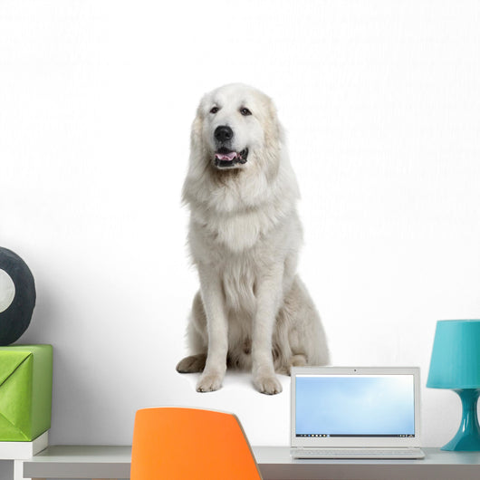 Great Pyrenees or Pyrenean Wall Decal Design 2